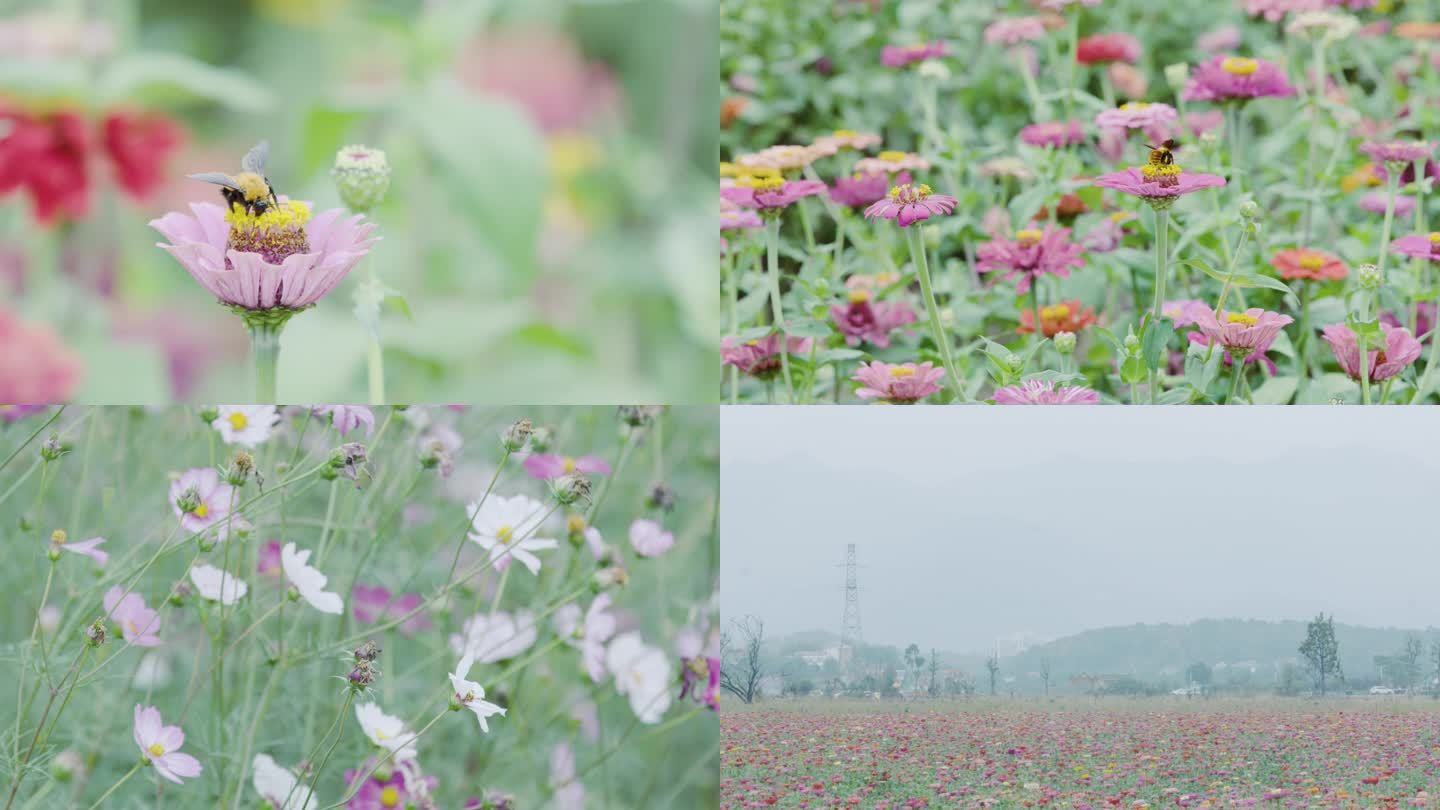 花_花卉_蜜蜂_采蜜_花海