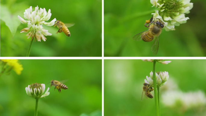 蜜蜂采蜜合集