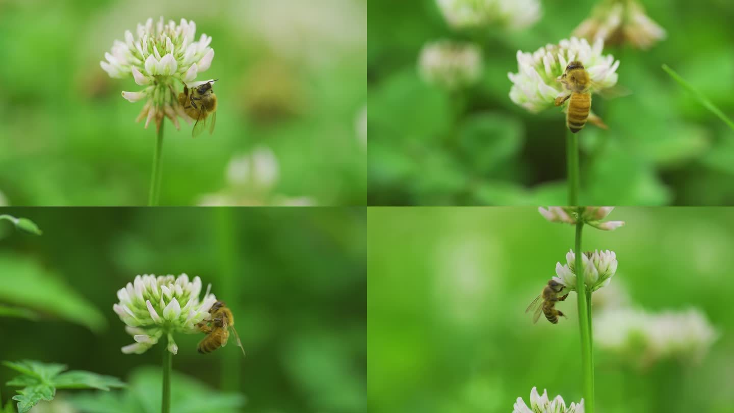 蜜蜂采蜜合集