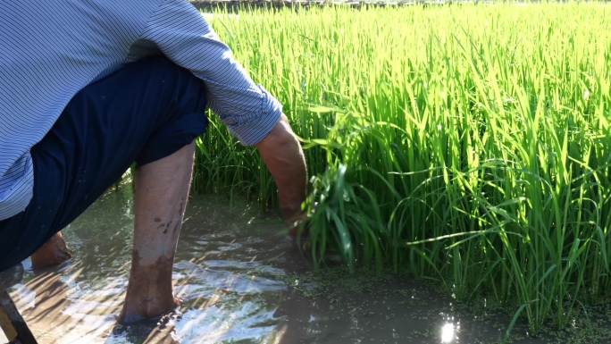 水稻耕田播种种植生长成熟过程合集