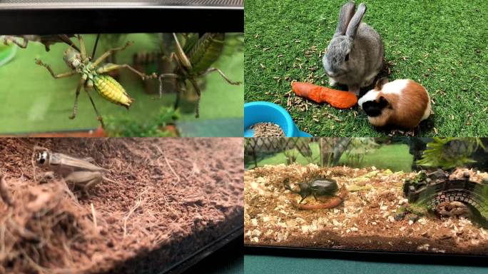昆虫展览 蟋蟀 甲虫 蜥蜴 兔子