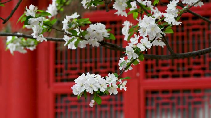 北京春天明清古建筑与海棠花特写