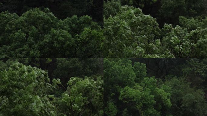 【4k】暴雨中被风吹雨打的树林