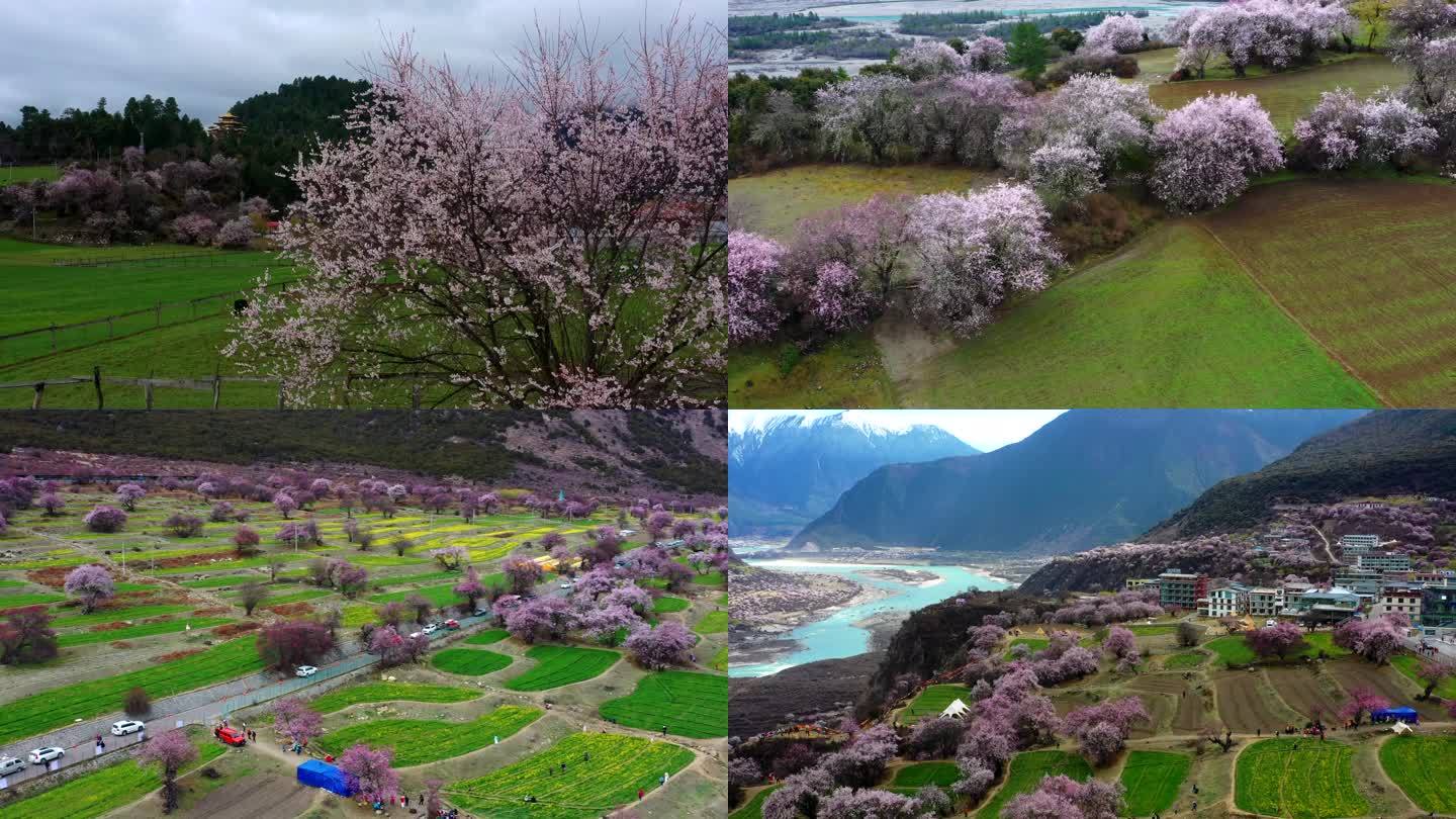 航拍西藏林芝大峡谷桃花