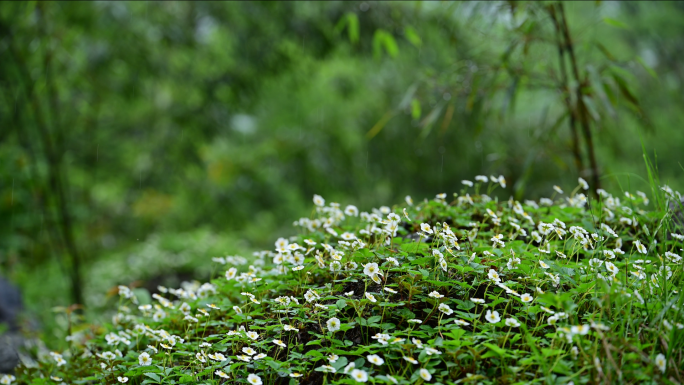 山花烂漫遍地野花野草莓开花