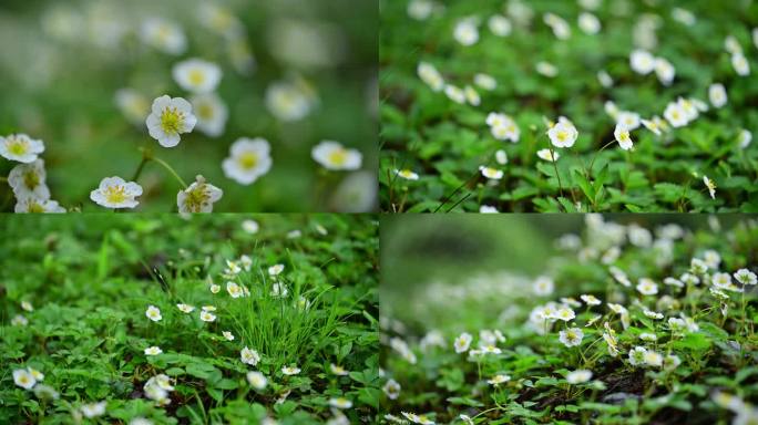 山花烂漫遍地野花野草莓开花