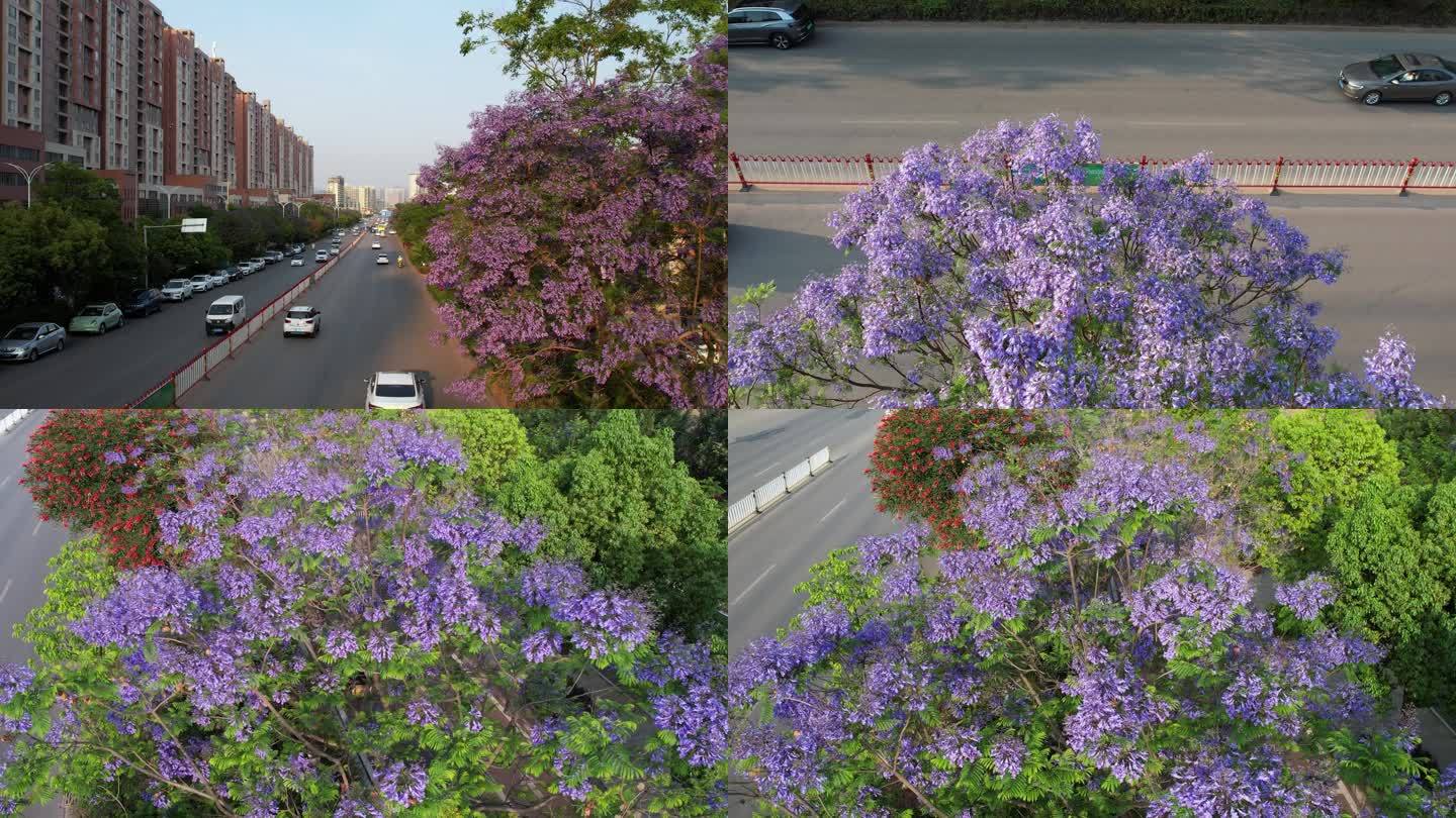 蓝花楹 城市街道