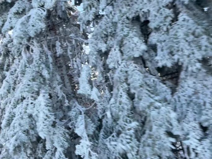 雪山雪松云海夕阳 总有你需要的素材 横版