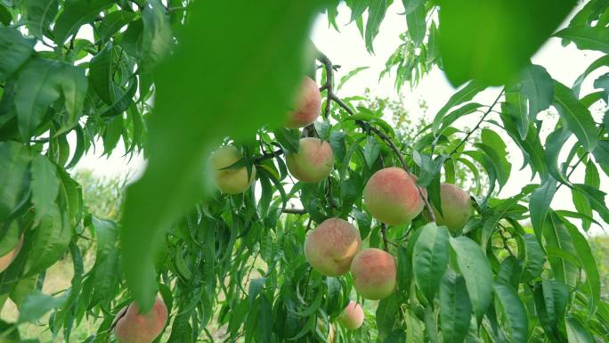 桃子桃树 油桃水蜜桃 水果丰收 硕果累累