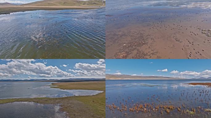 尕海草原湿地生态绿色湖泊候鸟航拍甘南合集