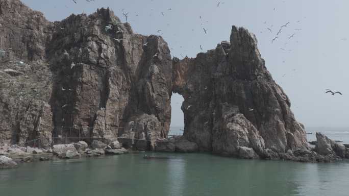 航拍穿越山东荣成海驴岛海蚀洞海岛海鸥风景