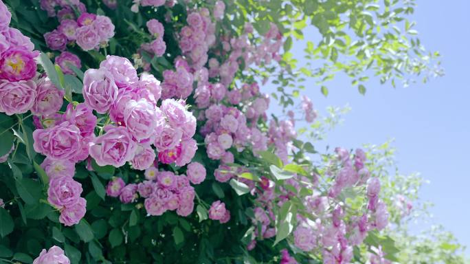 4K高清晴朗夏季拍摄的蔷薇花墙慢动作