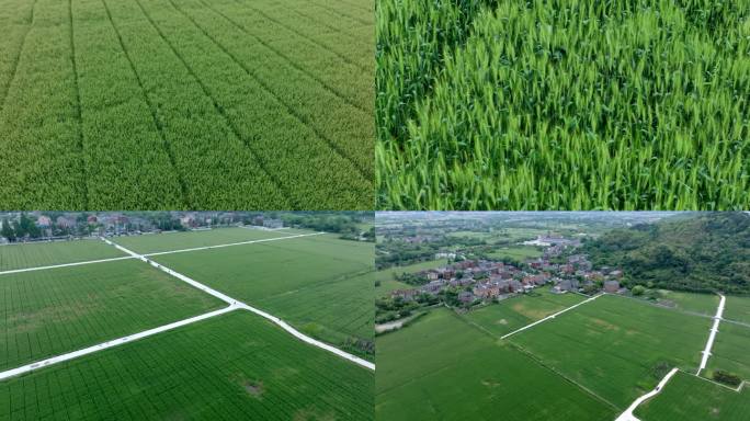 【航拍】麦田田野麦地麦子风吹麦浪农业种植
