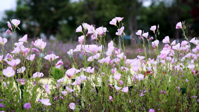 月见花 花海