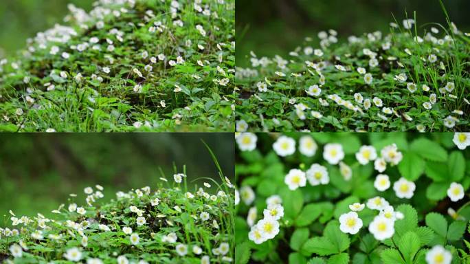 山花烂漫遍地野花野草莓开花