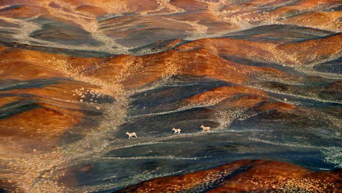 直升机航拍新疆戈壁野生动物驴