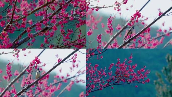 唯美花鸟图 花儿 鸟儿 视频素材