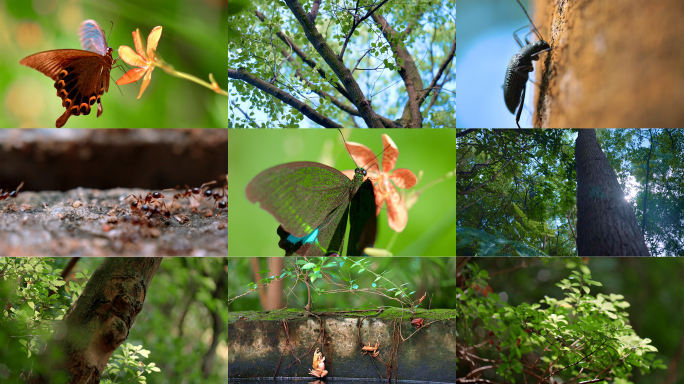 森林昆虫蝴蝶空镜头1