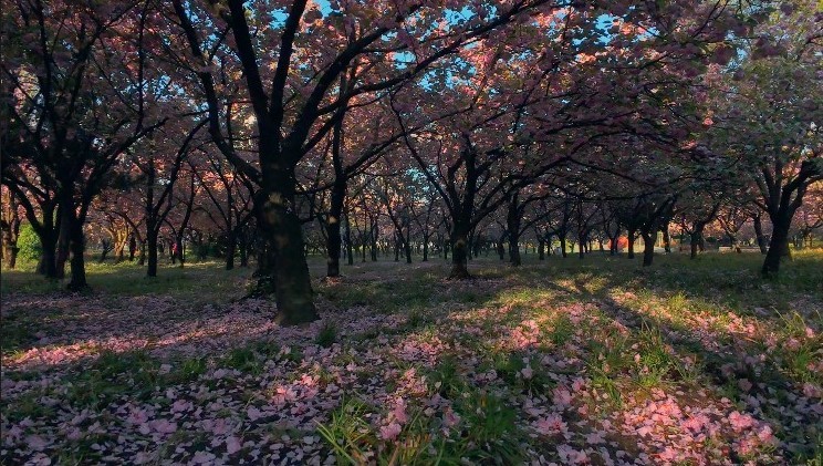 穿越樱花季樱花盛开春暖花开粉色春天动感
