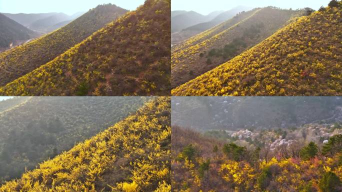 中草药 连翘花开 野生 基地 百万亩