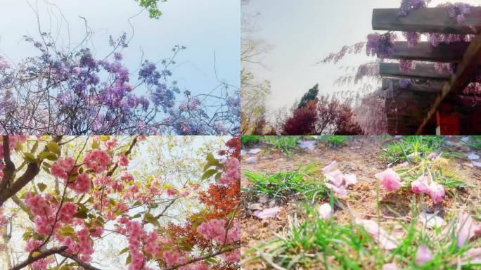 春天浪漫樱花紫藤花郁金香等花朵的空镜合集