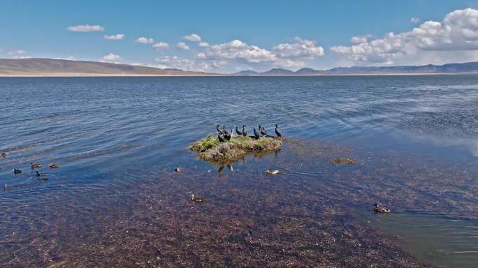 尕海草原湿地生态绿色湖泊候鸟航拍甘南合集