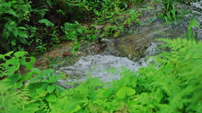 水资源水源河流泉水溪流大自然森林