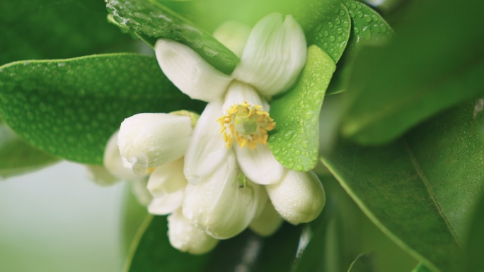 【原创】柚子花柚花橘子花柑橘花花小白花