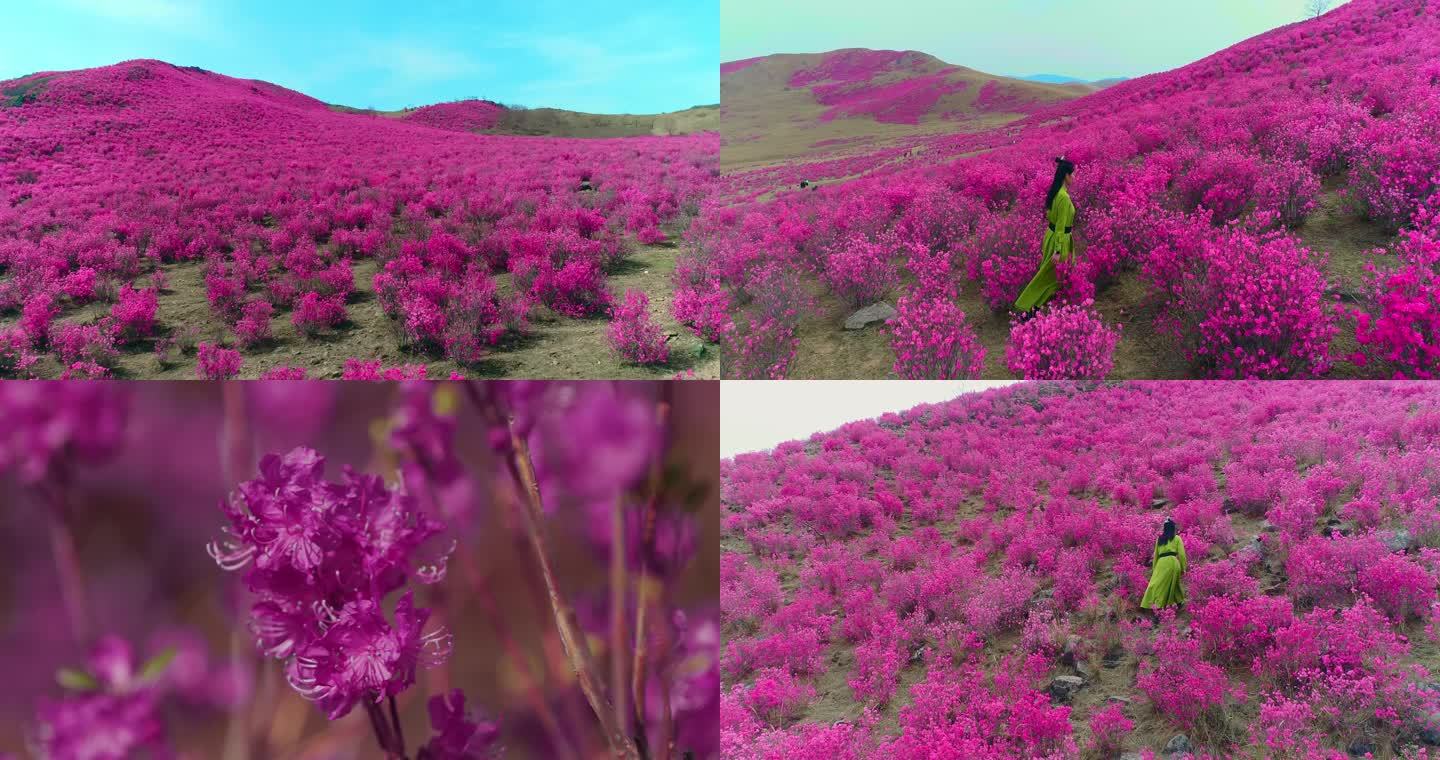 呼伦贝尔 扎兰屯 兴安杜鹃花海