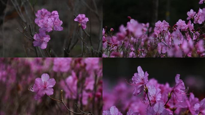 春天盛开的杜鹃花 映山红 金达莱