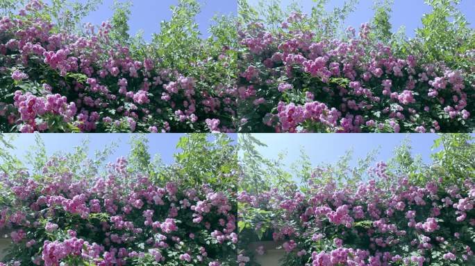 4K高清晴朗夏季拍摄的蔷薇花墙慢动作