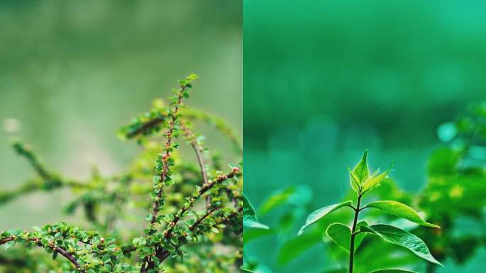 4K竖屏雨景素材包含两种调色风格