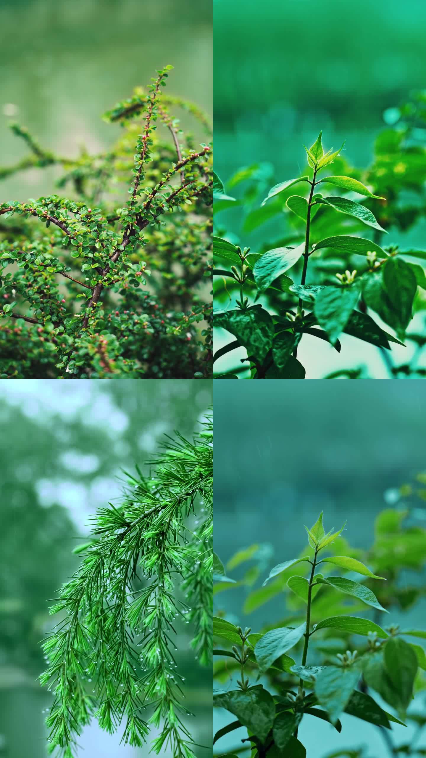 4K竖屏雨景素材包含两种调色风格