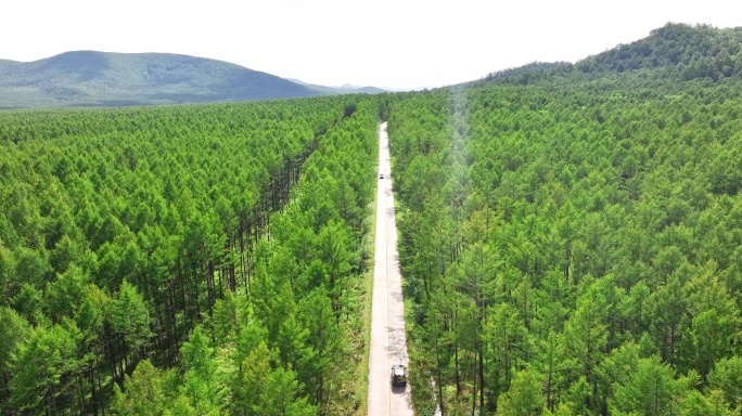 车穿梭在林间-森林旅游