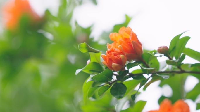 【4K原创】石榴开花石榴花石榴树鲜花花朵