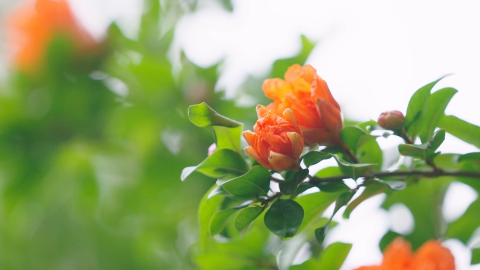 【原创】石榴开花石榴花石榴树红花鲜花花朵