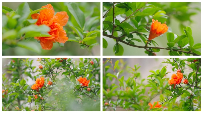 【原创】石榴开花石榴花石榴树红花鲜花花朵