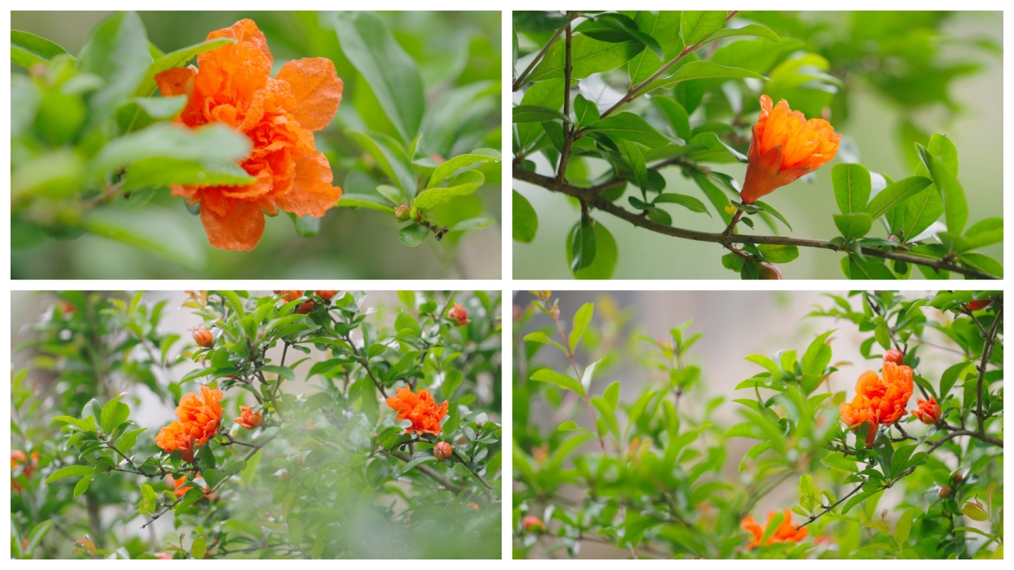 【原创】石榴开花石榴花石榴树红花鲜花花朵