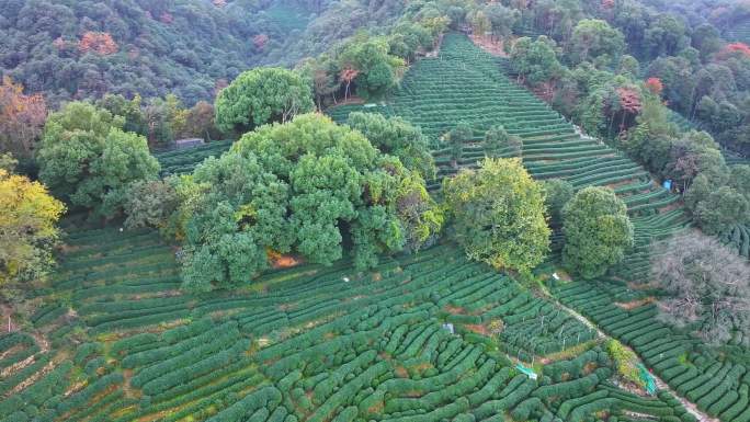 唯美杭州西湖龙井茶文化景区航拍茶园地茶叶