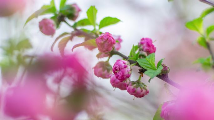 花树春天的花重瓣榆叶梅小桃红开花