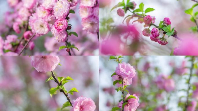 花树春天的花重瓣榆叶梅小桃红开花