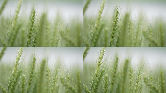 春天春雨麦田麦地麦穗麦芒唯美露水露珠清新