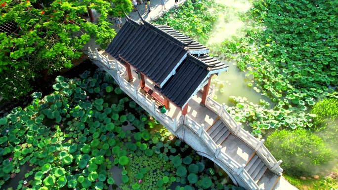 惠州西湖丰渚园荷花大景 7