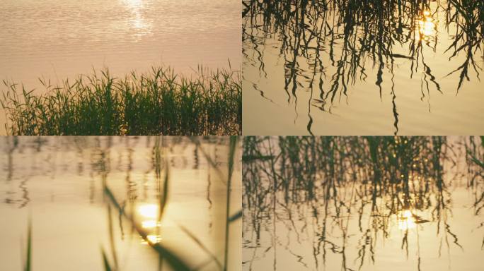 夕阳河边水草