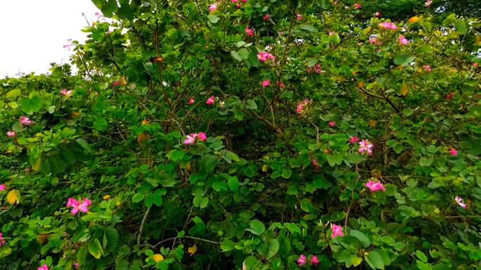 实拍  花木林 栾树 紫荆花