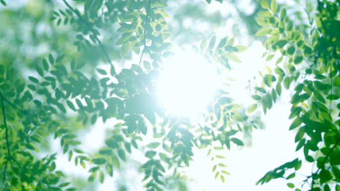 夏天立夏夏至阳光树叶唯美意境小清新空镜