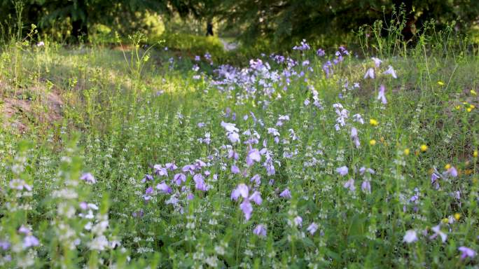 森林拍摄紫色的花朵，成片的植物小草