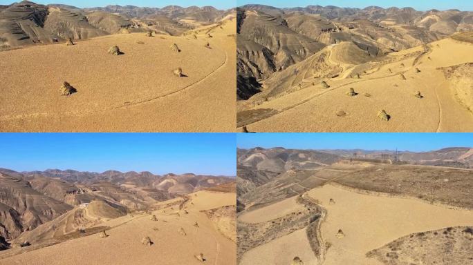 陕北秋收后的草垛