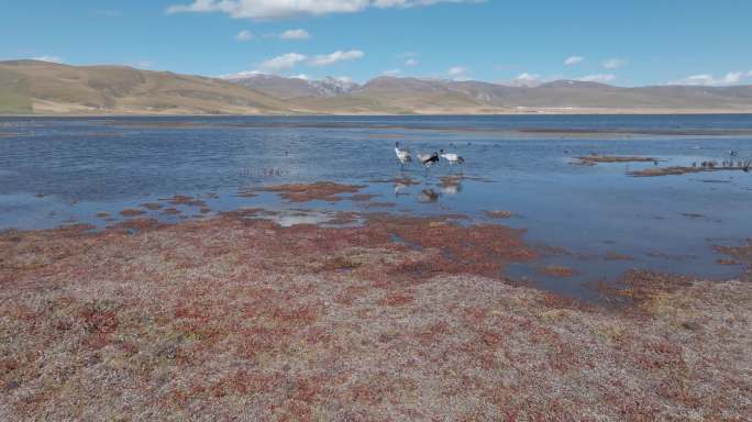 尕海湖自然保护区草原湿地候鸟黑颈鹤一家