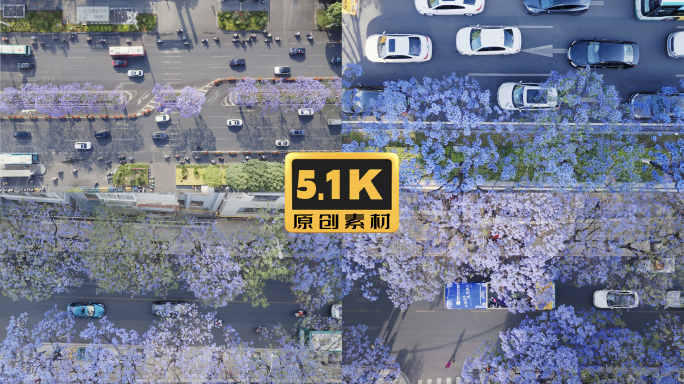 5K-俯瞰昆明北京路街道两侧的蓝花楹